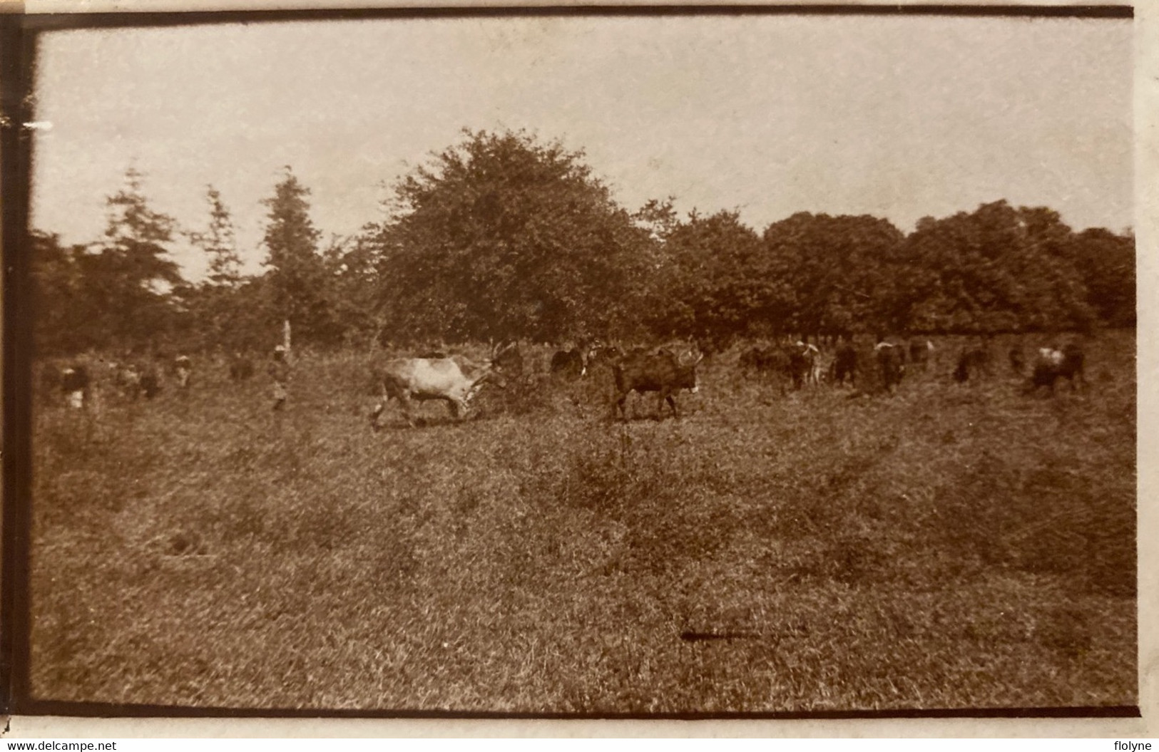 Mangabé - Troupeau Au Pâturage - Photo Ancienne Albuminée - Mai 1933 - Madagascar - Madagascar