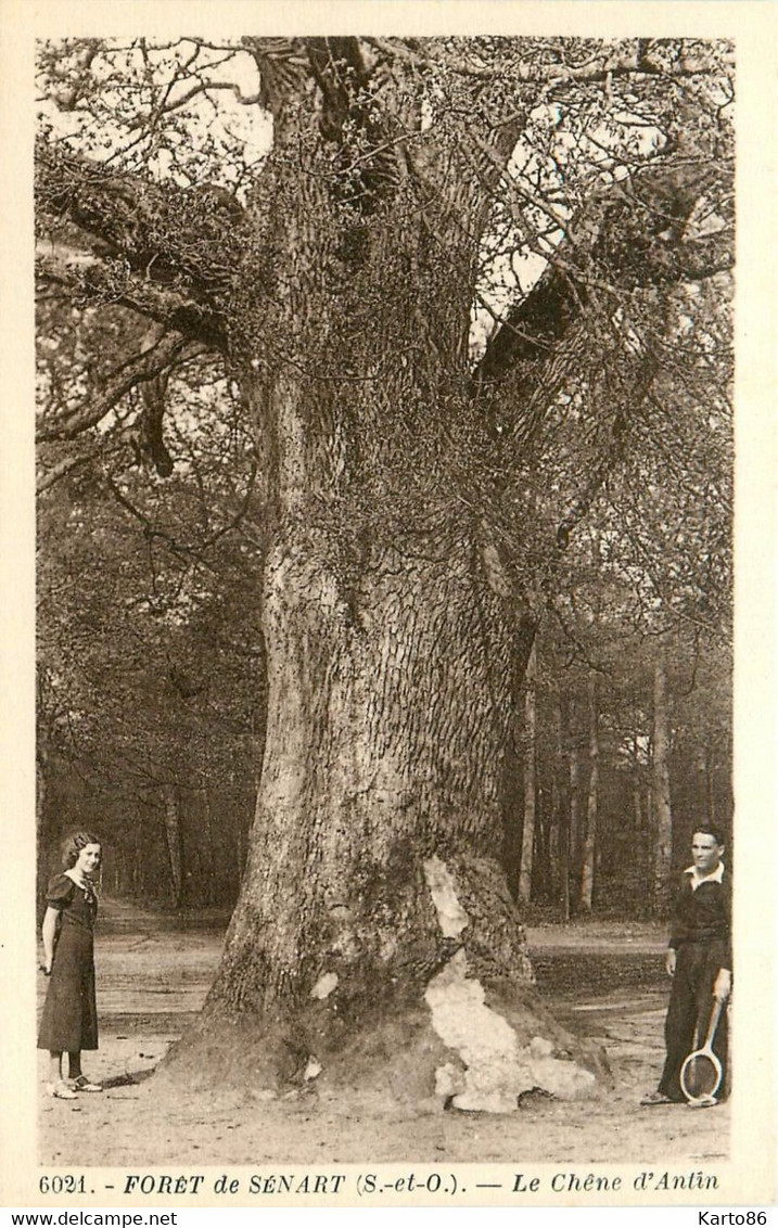 Forêt De Sénart * Vue Sur Le Chêne D'antin * Arbre * Tennis Sport - Sénart