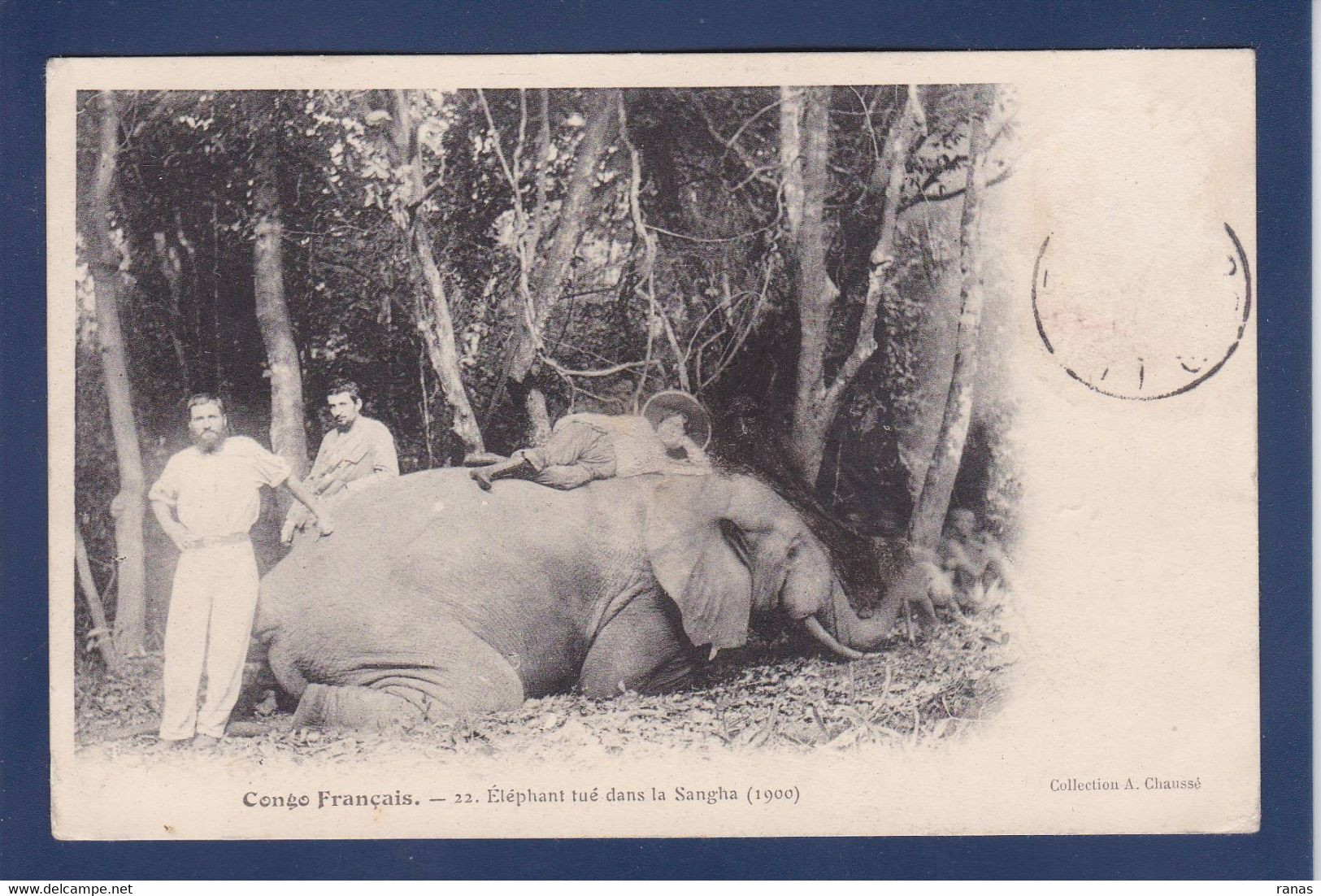 CPA Congo Français Chasse à L'éléphant Circulé - French Congo