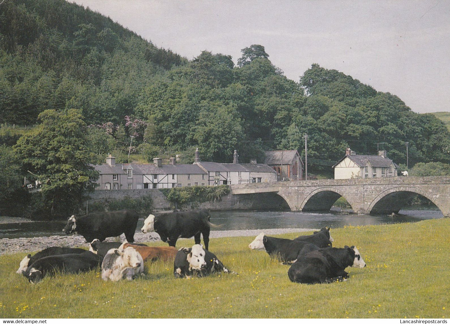 Postcard Machynlleth The Dovey Bridge & Cows Wales My Ref B25391 - Montgomeryshire
