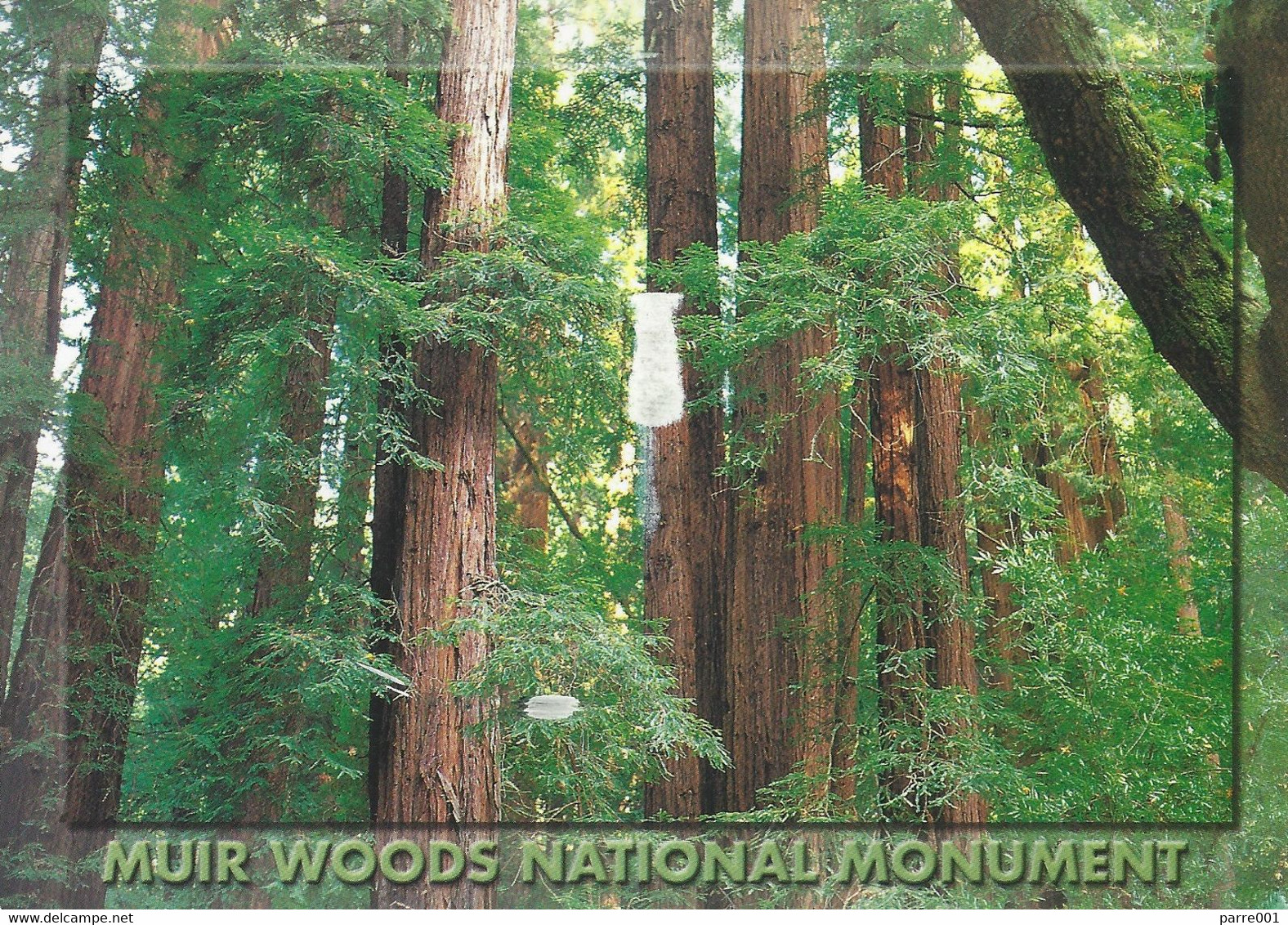 USA 2004 Santa Barbara Muir Woods National Monument Sequoia Redwood California Viewcard - Santa Barbara