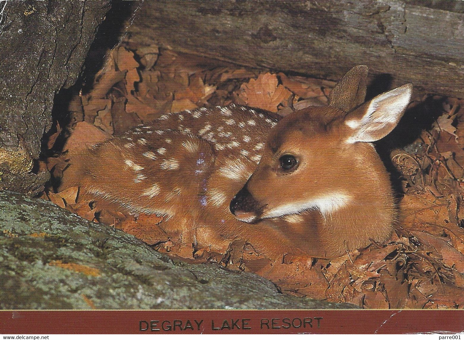 USA 2014 Little Rock White-tailed Deer Odocoileus Virginianus Fawn DeGray Lake Resort Viewcard - Little Rock