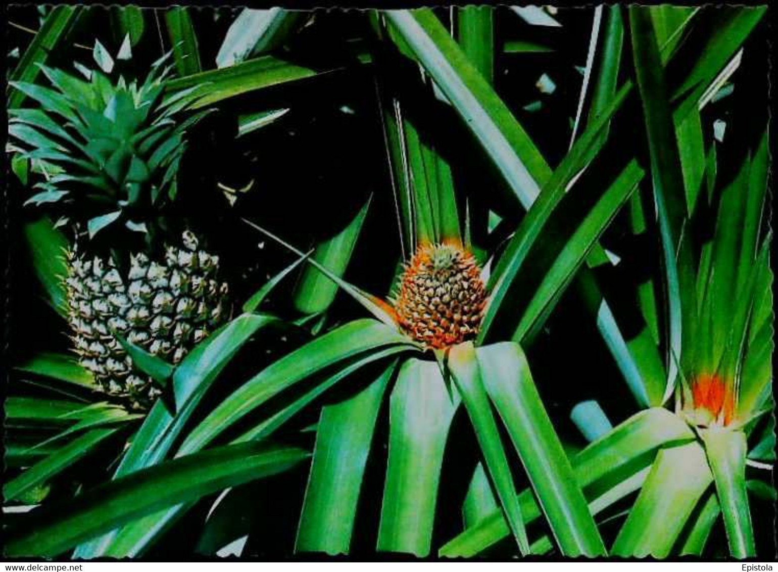 ►  CPSM   Australia - QLD - Nambour Big Pinneaple  Ananas - Sunshine Coast