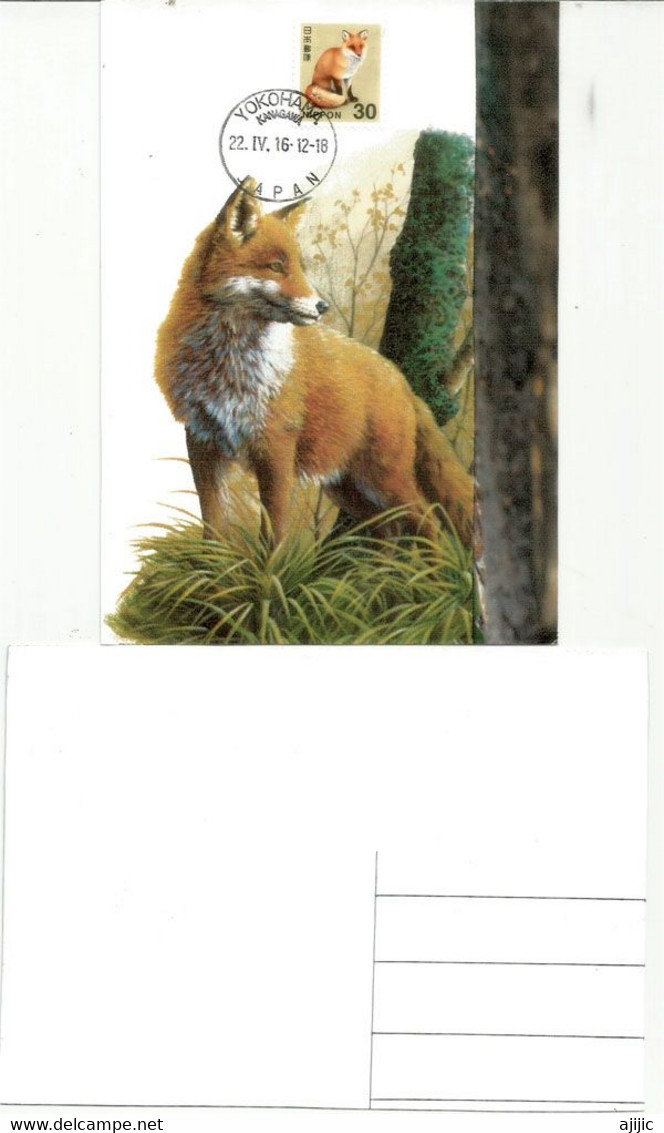 Japanese Red Fox  / Le Renard Japonais  /  Maximum-card Yokohama - Maximum Cards