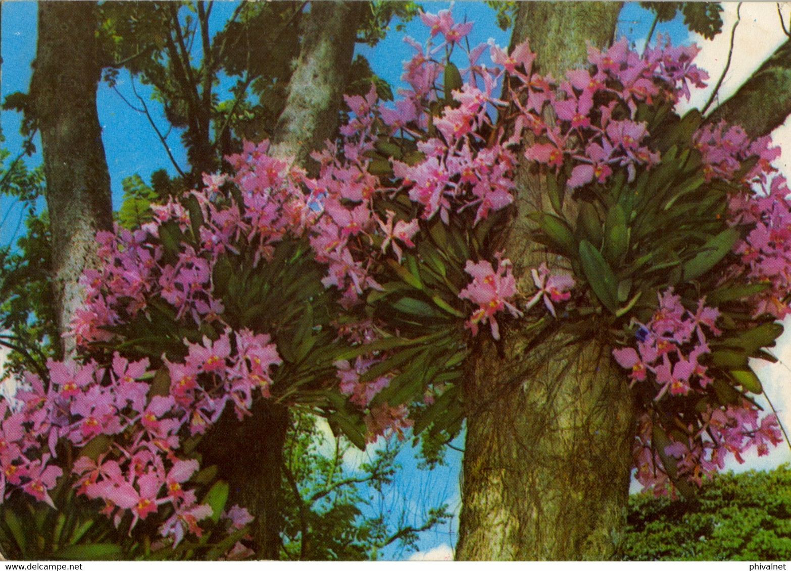 COLOMBIA , T.P. CIRCULADA , MEDELLÍN , ANTIOQUIA , ORQUÍDEAS CULTIVADAS EN EL COLEGIO SAN JUAN BOSCO - Colombia