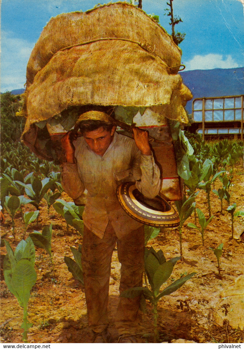 COLOMBIA , T.P. CIRCULADA , SANTANDER - CULTIVO Y RECOLECCIÓN DE TABACO - Colombia