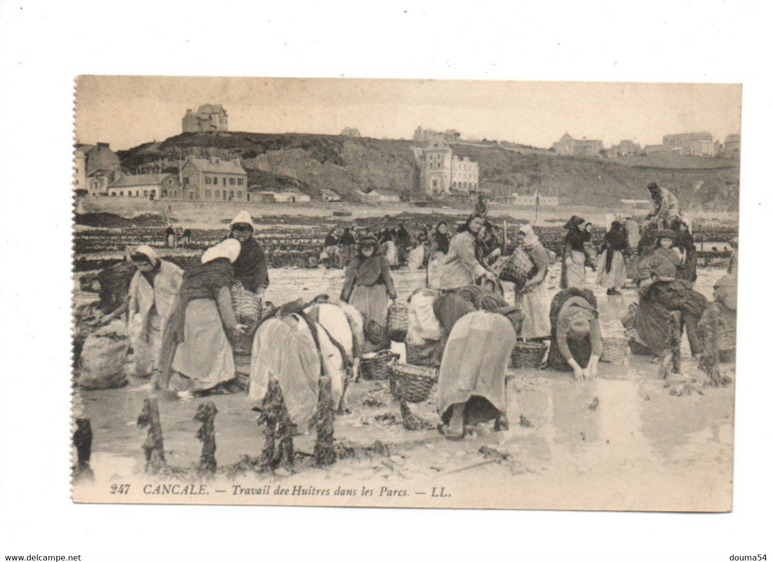 CANCALE (35) - Travail Des Huîtres Dans Les Parcs - Cancale