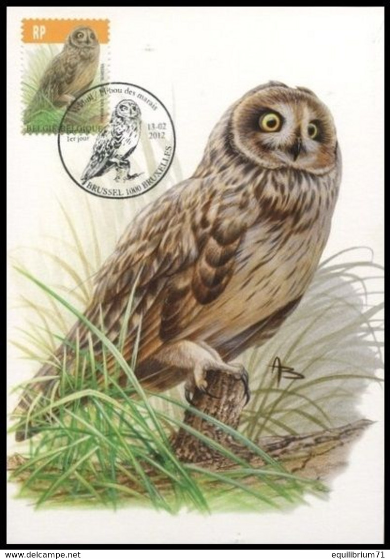 Carte Maximum / Maximum Kaart° - 4218 - Hibou Des Marais / Velduil / Kurzohrige Eule/Short-eared Owl - BUZIN - 2011-..