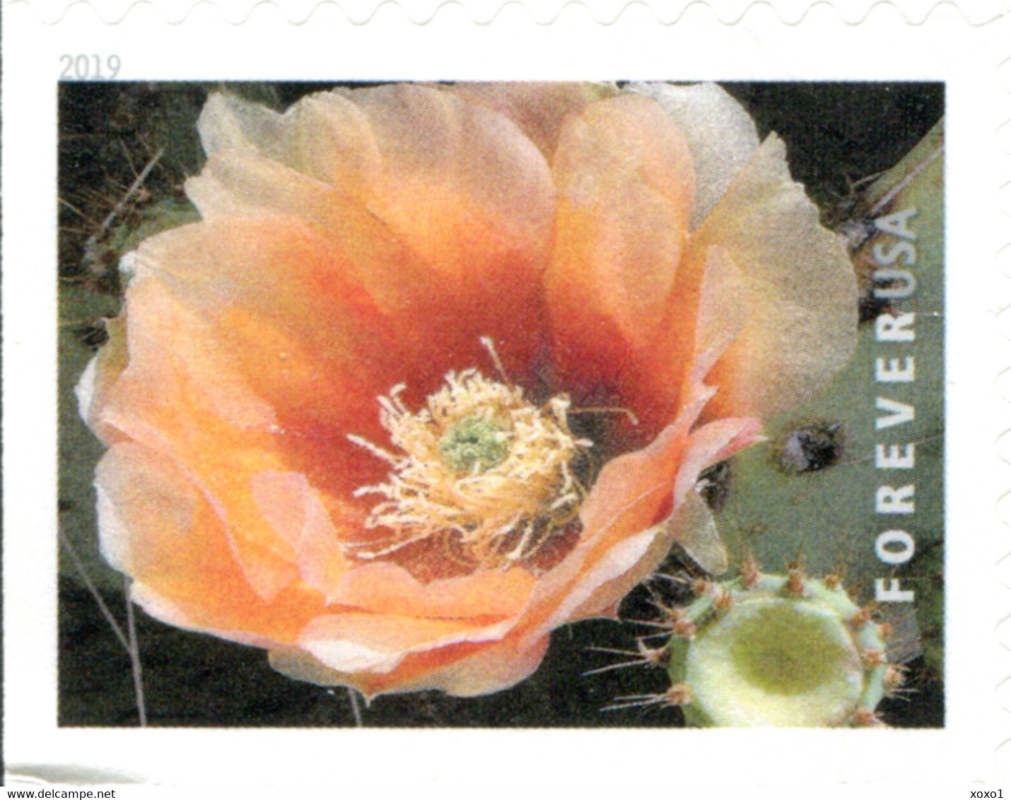 USA 2019 MiNr. 5566 - 5575  Cactus Flowers Plants  20v MNH** 26,00 € - Sukkulenten