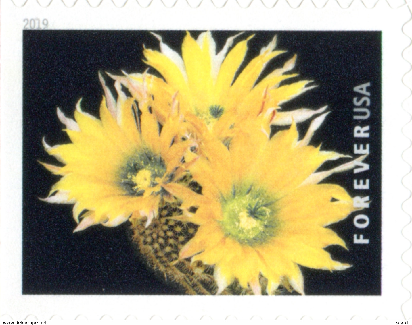 USA 2019 MiNr. 5566 - 5575  Cactus Flowers Plants  20v MNH** 26,00 € - Sukkulenten