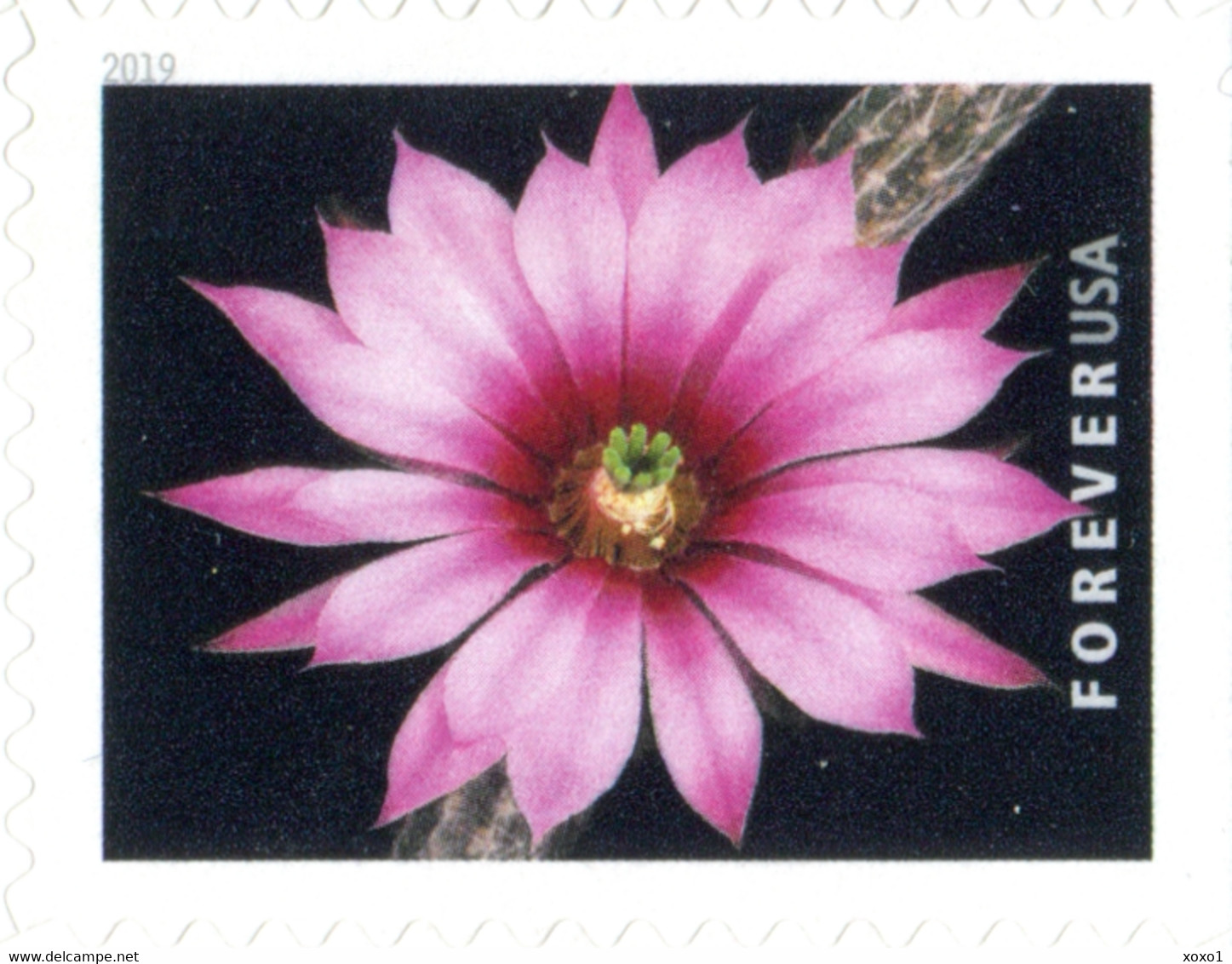 USA 2019 MiNr. 5566 - 5575  Cactus Flowers Plants  20v MNH** 26,00 € - Sukkulenten