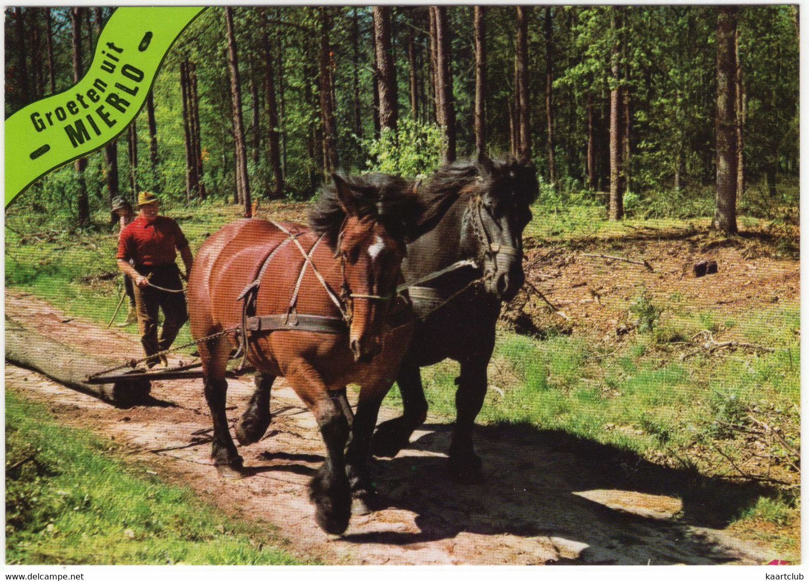 Groeten Uit Mierlo - (Noord-Brabant, Nederland / Holland) - Nr. 720 - Paarden, Bosbouw, Bospad - Geldrop