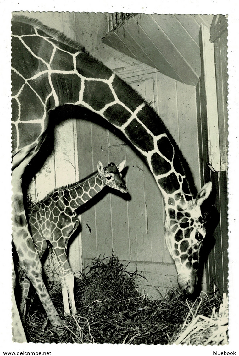 Ref 1534 - Real Photo Postcard - Giraffe & Baby (Calf) At London Zoo - Animal Theme - Girafes