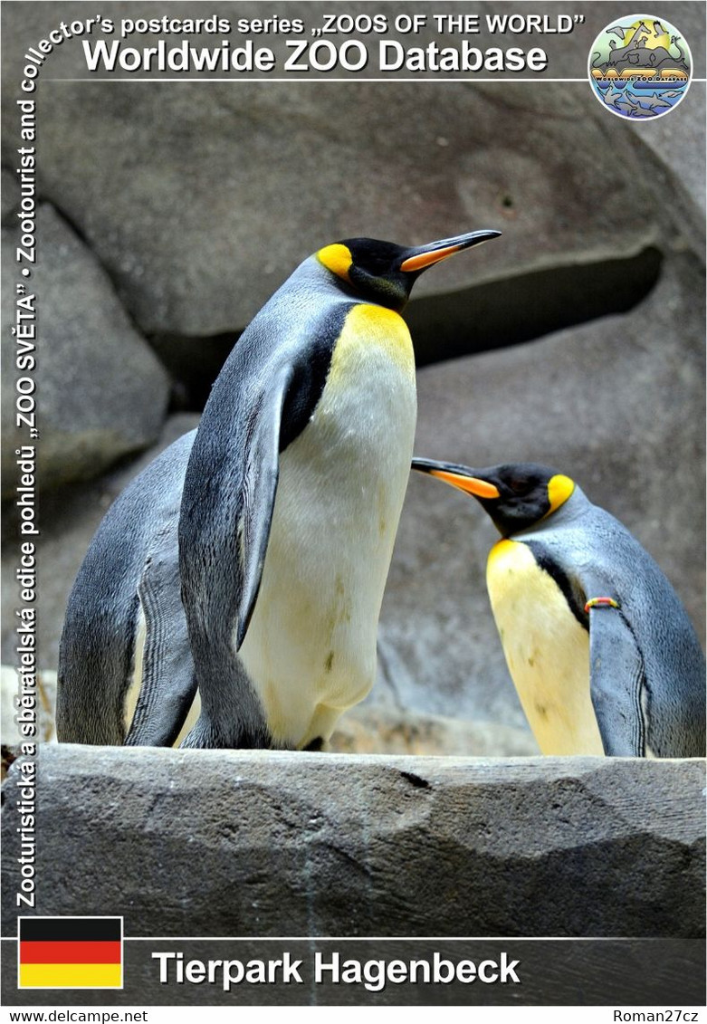 1058 Tierpark Hagenbeck, DE - King Penguin (Aptenodytes Patagonicus) - Stellingen