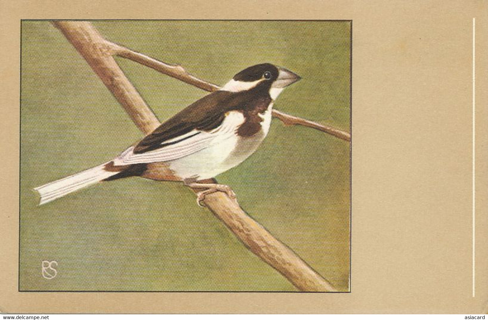 Bengalee Moineau Du Japon .  Art Card Bird Oiseau - Other & Unclassified