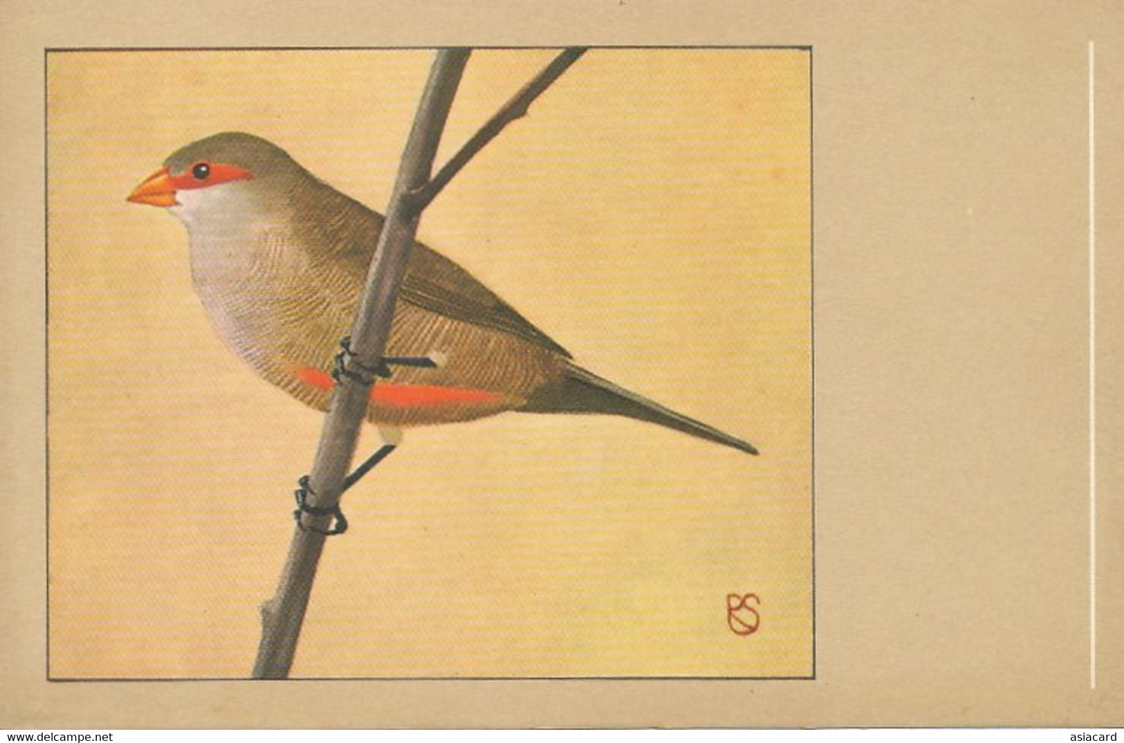 St Helena Waxbill Astrild De Sainte Hélène   Art Card Bird Oiseau - Sainte-Hélène