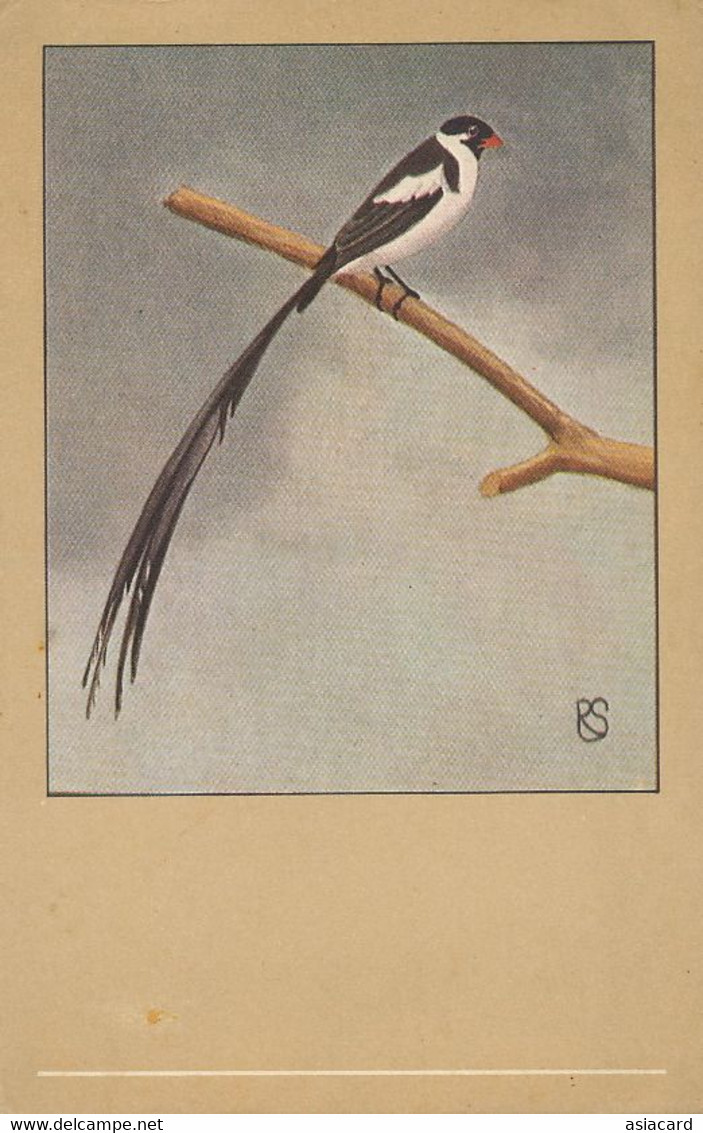 Pintail Whydah Veuve Dominicaine   Art Card Bird Oiseau - Dominicaine (République)