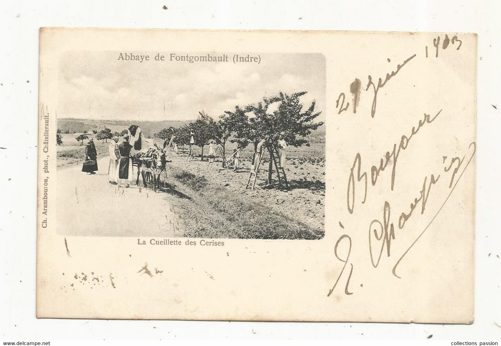 JC, Cp , Agriculture , Culture, La Cueillette Des Cerises , 36 , Abbaye De FONTGOMBAULT , Dos Simple , Voyagée 1903 - Cultivation