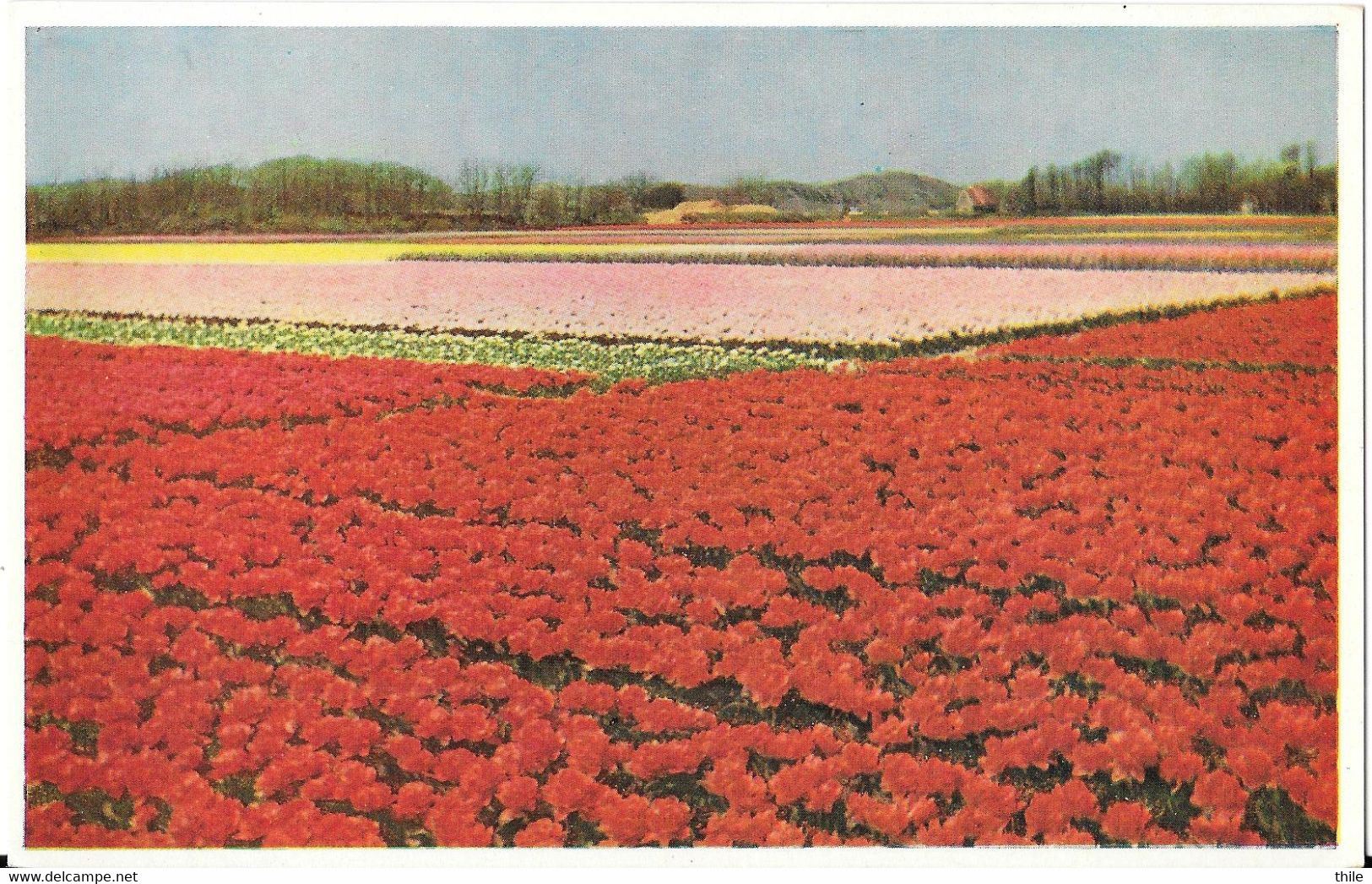 Uilgebreide Velden Dubbele Tulpen Bij Egmond - Des Champs étendus De Tulipes Doubles à Egmond - Egmond Aan Zee