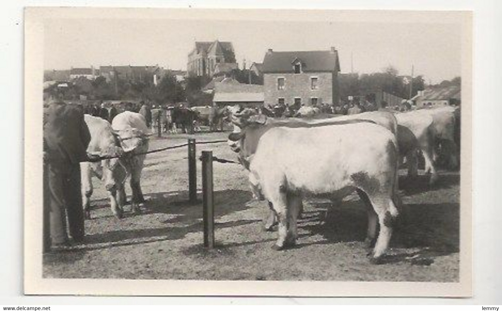 44 - HERBIGNAC - LE CHAMP DE FOIRE - ANIMATION  - MARCHÉ AU BÉTAIL - Herbignac