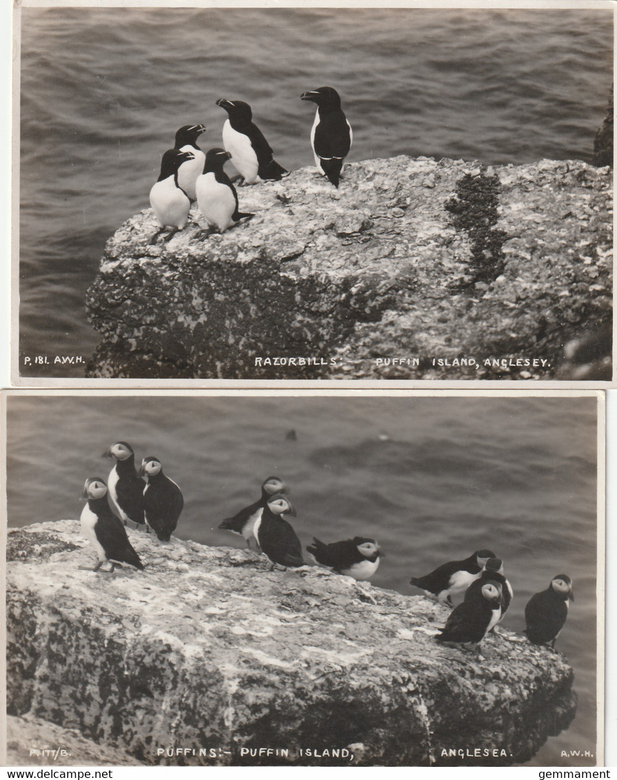 PUFFIN ISLAND -PUFFINS/RAZORBILLS. 2 CARDS - Anglesey