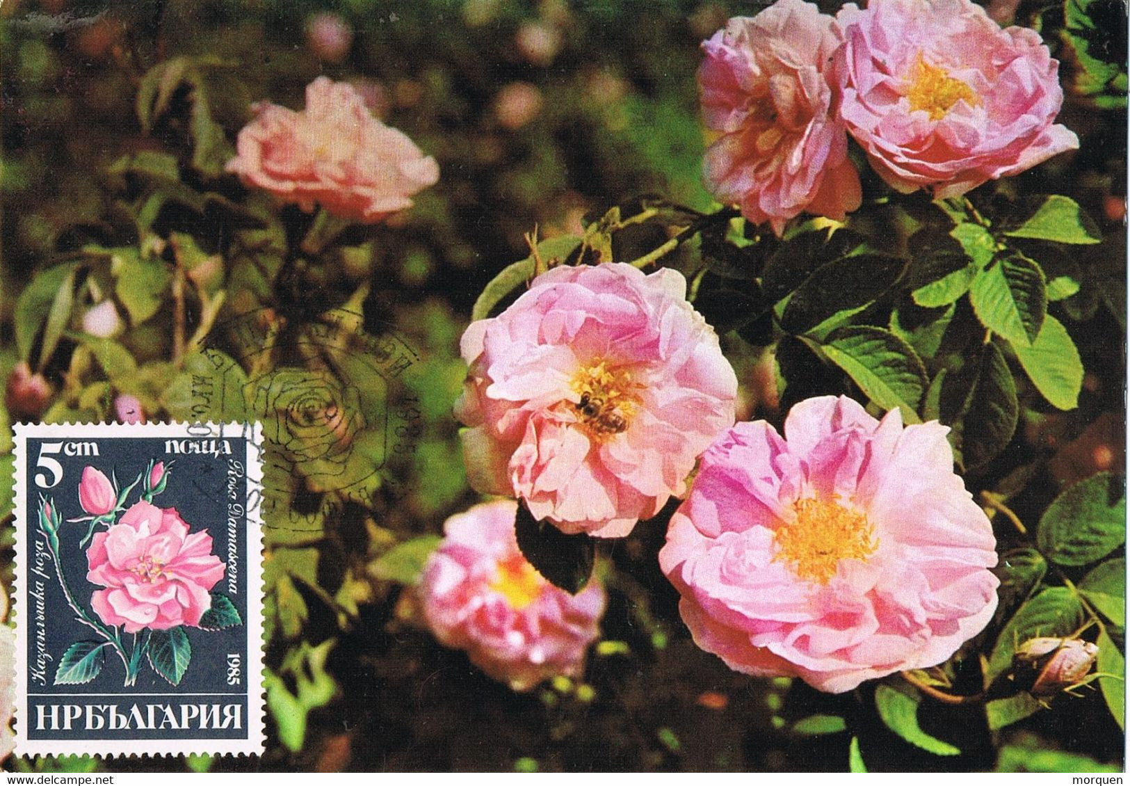 44144. Tarjeta Maxima SOFIA (Bulgaria) 1985. Rosas, Rose, Flowers. Damascena - Covers & Documents