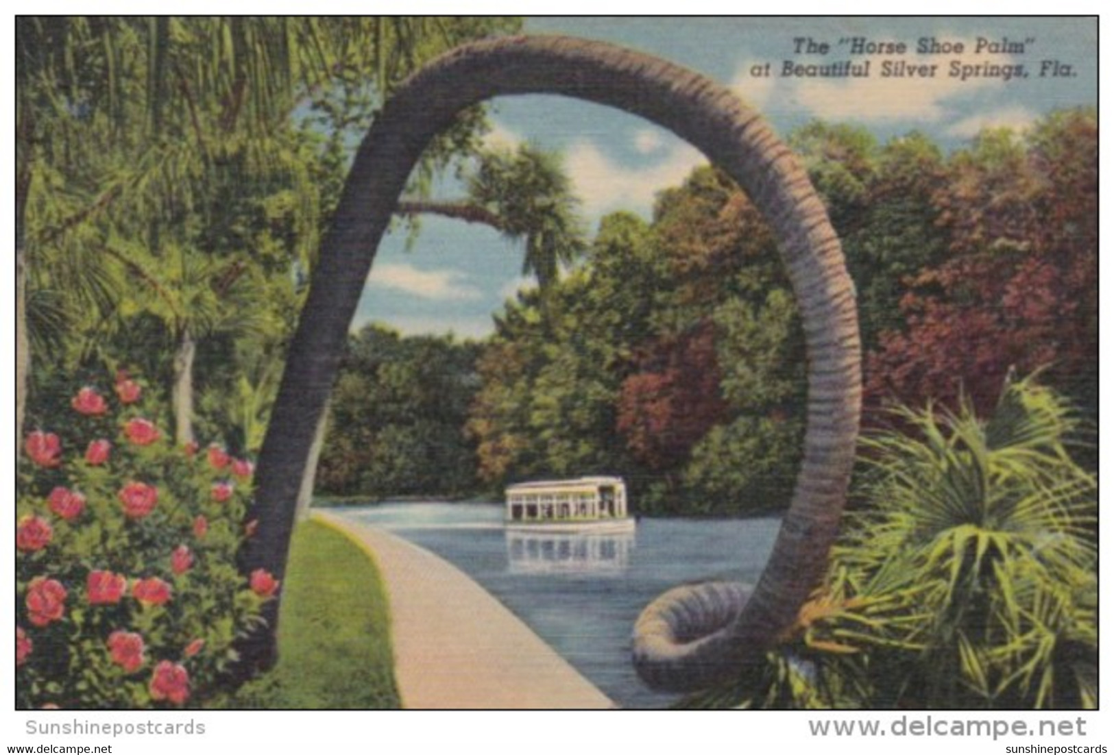 Florida Silver Springs The Horse Shoe Palm Curteich - Silver Springs