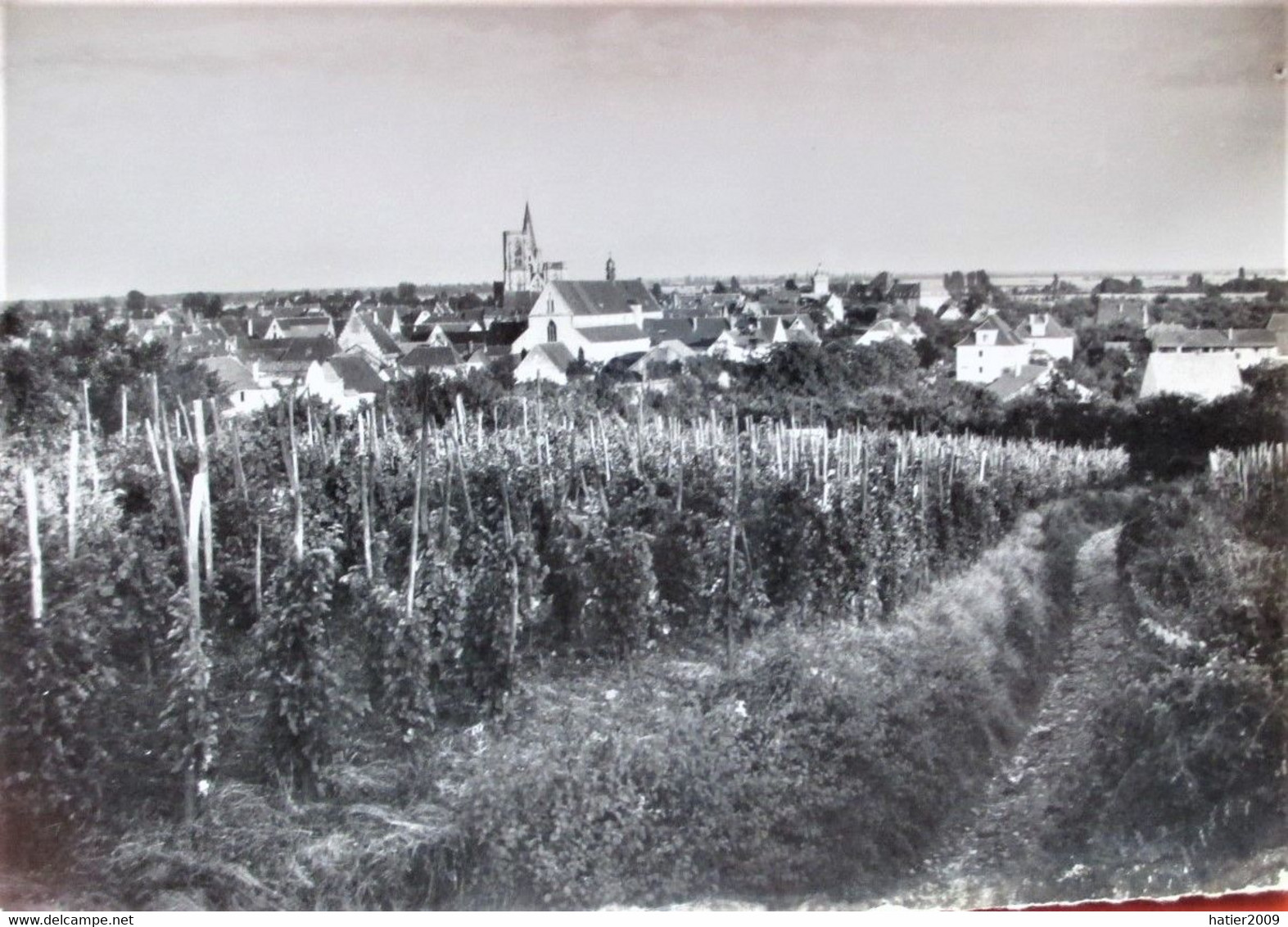 Carte Photo  ROUFFACH - Ue Générale Et Le Vignoble - - Rouffach