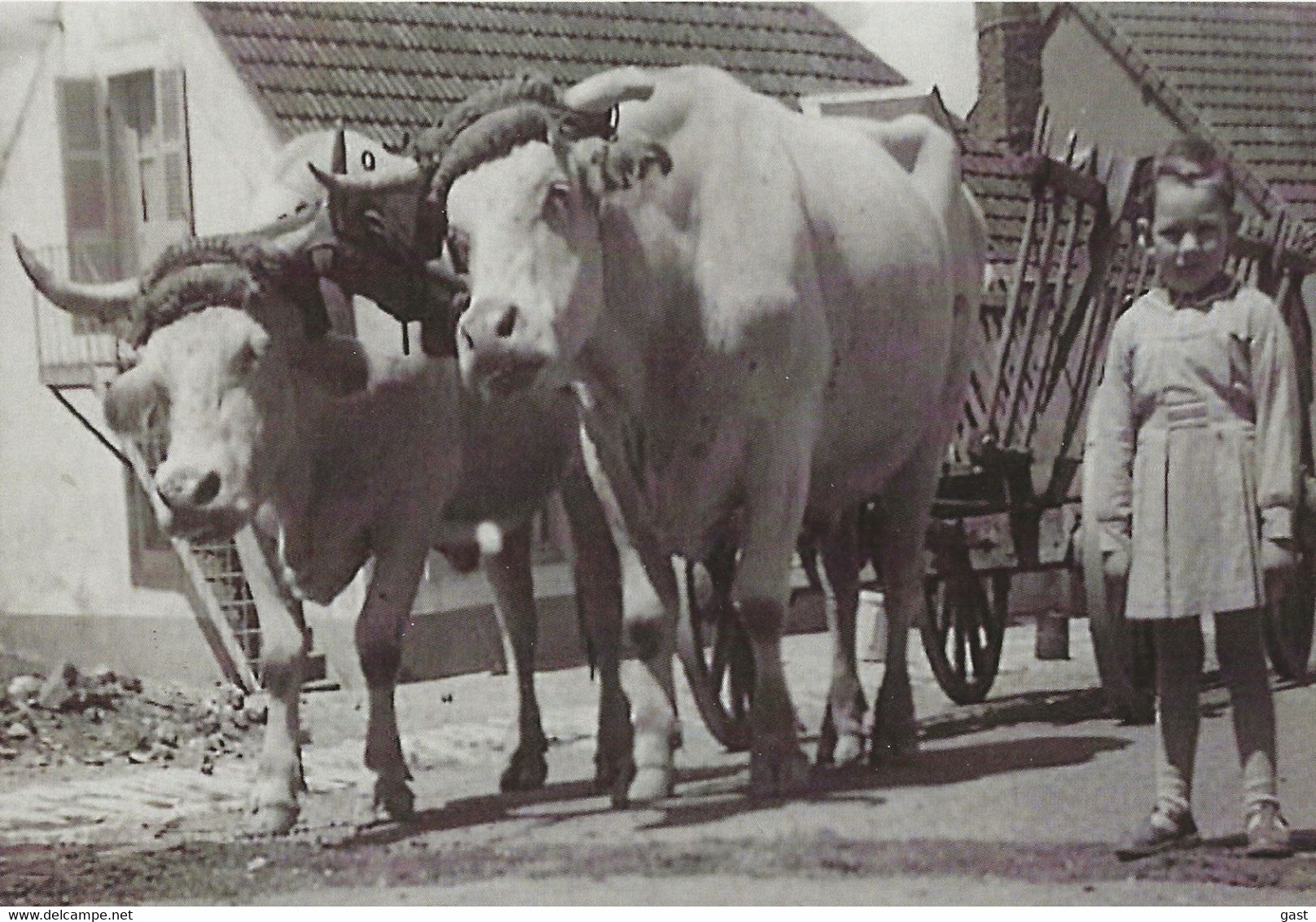 03 NERIS LES BAINS EN 1954 IL  N Y A PAS  D AGE POUR ETRE  BOUVIER  PIERRE  BERTRAND  ET UN ATTELAGE DE BOEUFS - Farmers