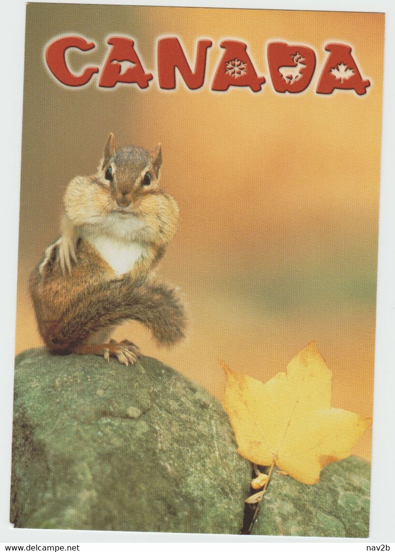 Canada . Ecureuil . Neuve . - Cartes Modernes