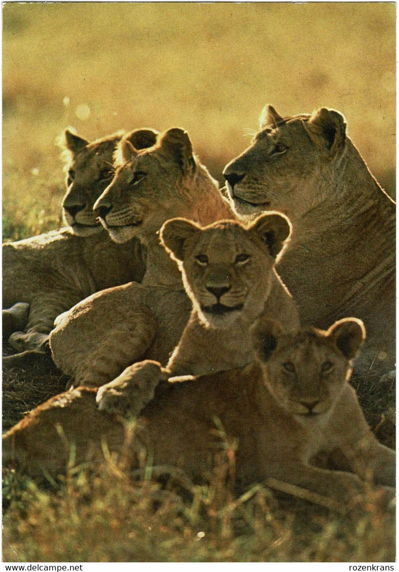 Kenia Kenya Africa Afrique African Wildlife Lion Family Leeuw CPA Grand Format Groot Formaat - Kenia