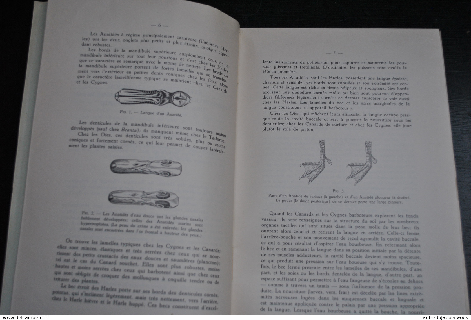 VERHEYEN Les Anatidés De Belgique Institut Royal Des Sciences Naturelles De Belgique 1952 Ornithologie Chasse - Natura