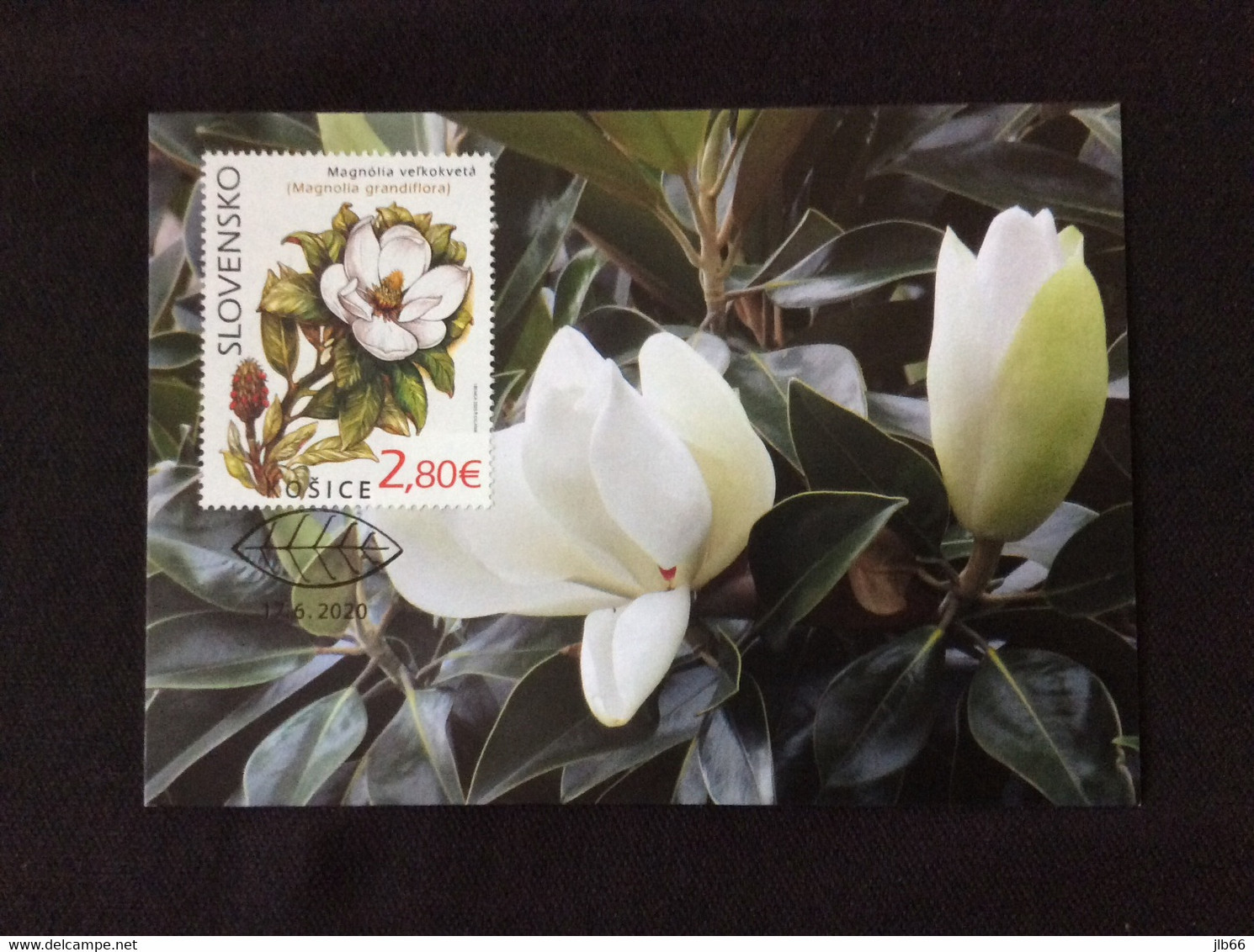 Slovaquie 2020 Carte Maximum Magnolia  Grandiflora Jardin Botanique De Kosice - FDC