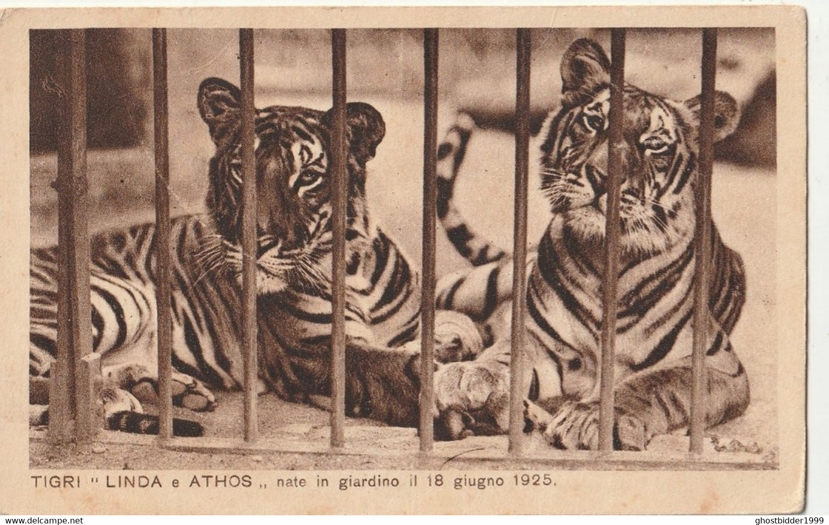 Animal Collection Tiger Tigre Tigri   LINDA  E  ATHOS  1925 Giordano Zoologico Zoo Governatorato Roma Italia - Tigers