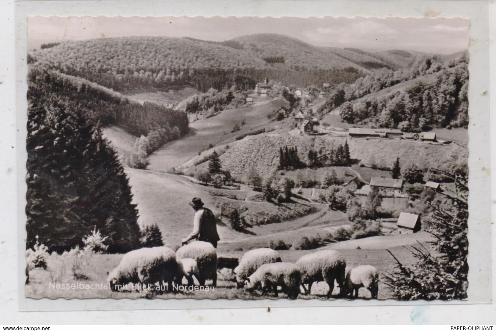 5948 SCHMALLENBERG - NORDENAU, Nesselbachtal, Schafherde - Schmallenberg