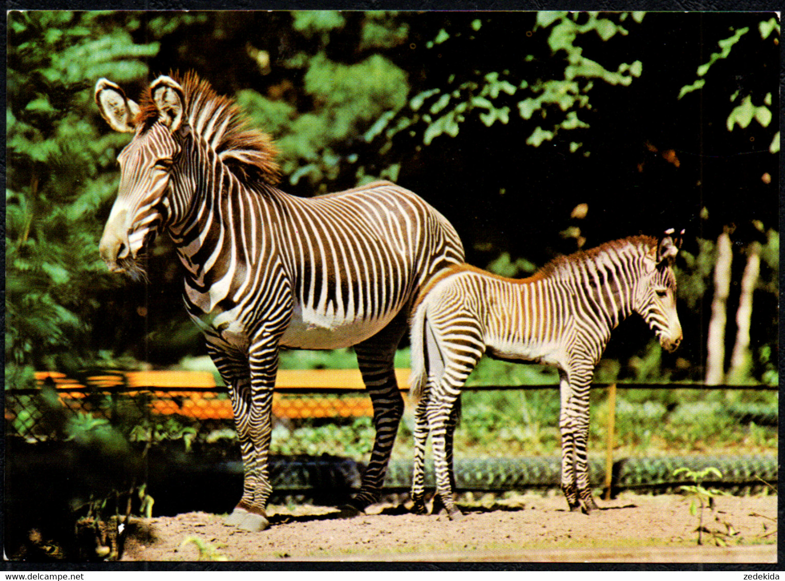 F6352 - TOP Leipzig Zoo Tierpark Zebra Fohlen - Verlag Bild Und Heimat Reichenbach - Zebras