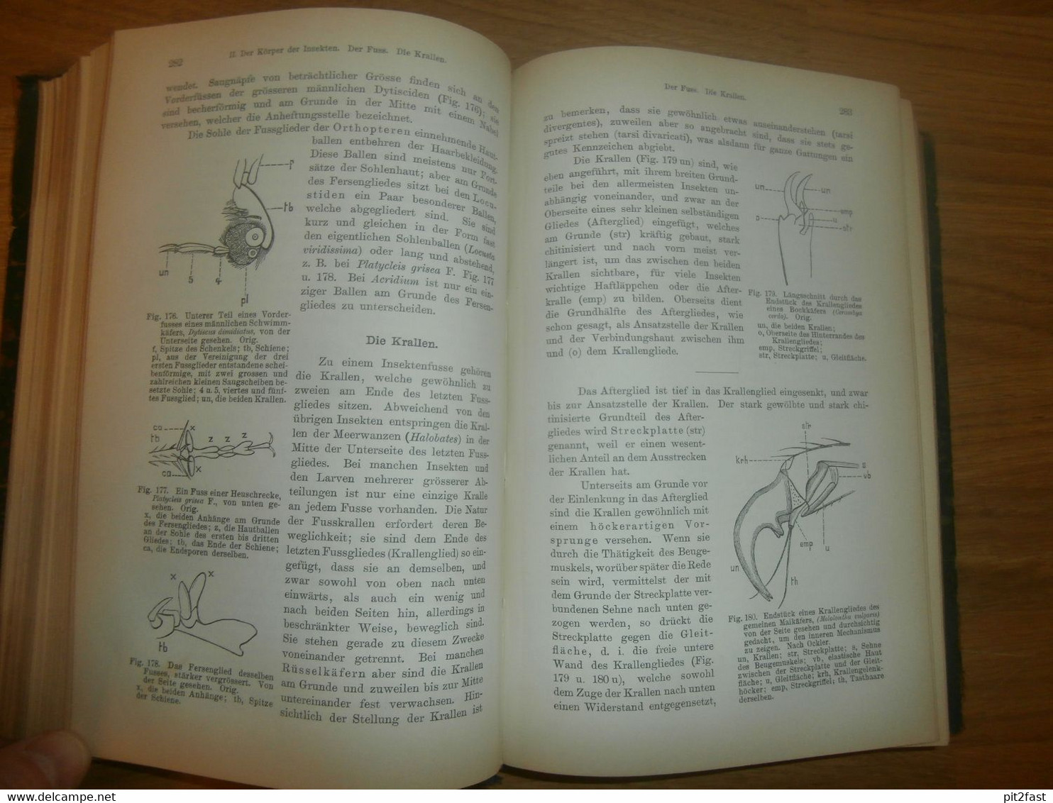 Einführung in die Kenntnis der Insekten , 1893 , H.J. Kolbe , kgl. Museum der Naturkunde , Insektenkunde ,Entomologie !!