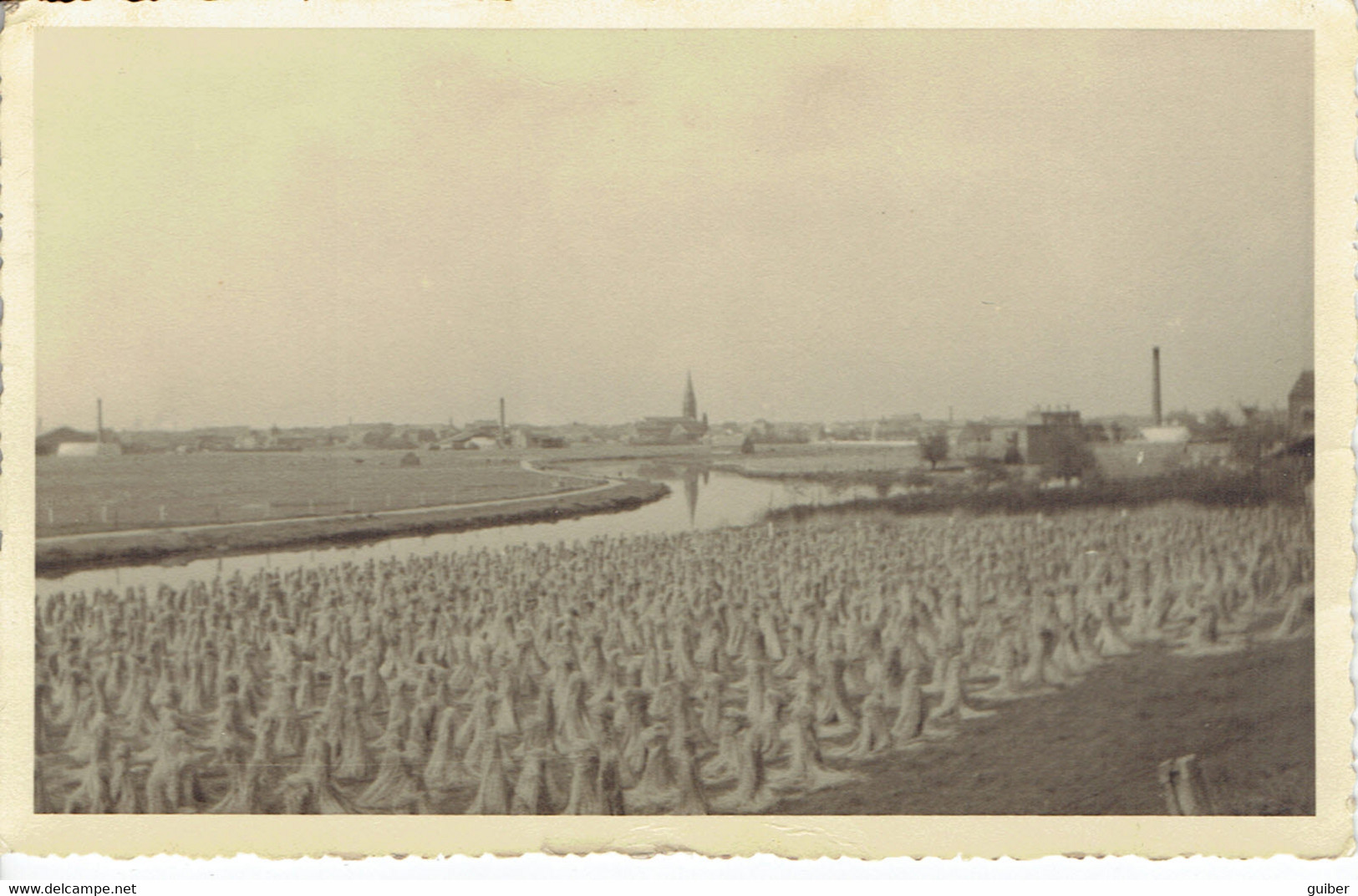 Photo Sortie De Courtrai , Champ De Lin  Juin 1947 - Koksijde