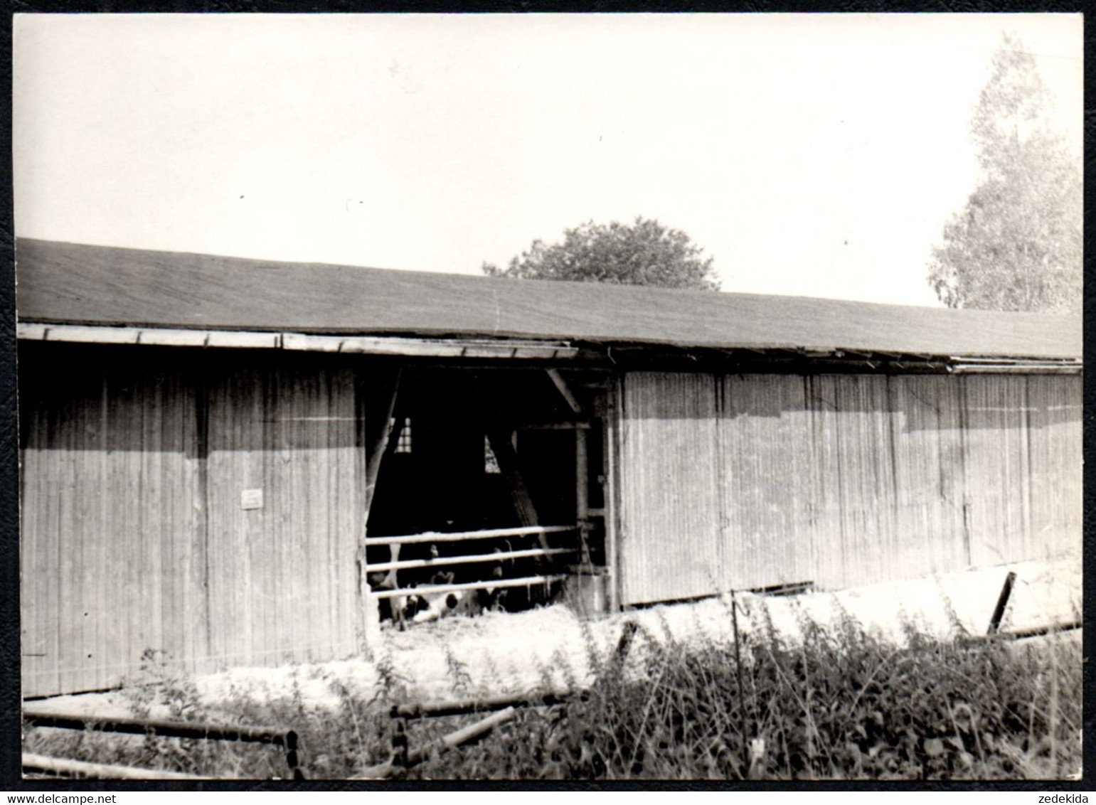 B6262 - Riechberg - Offenstall Rinderstall - Foto - Hainichen