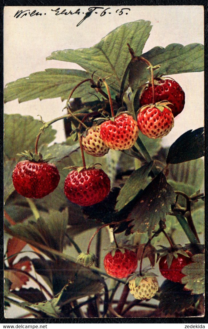 1790 - Erdbeeren - Photochromie ?? - Römmler & Jonas Dresden - Heilpflanzen