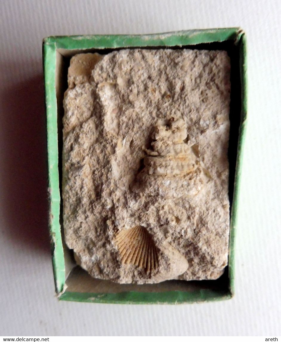 TROCHUS CRENULARIS - Fossile éocène - Fossilien