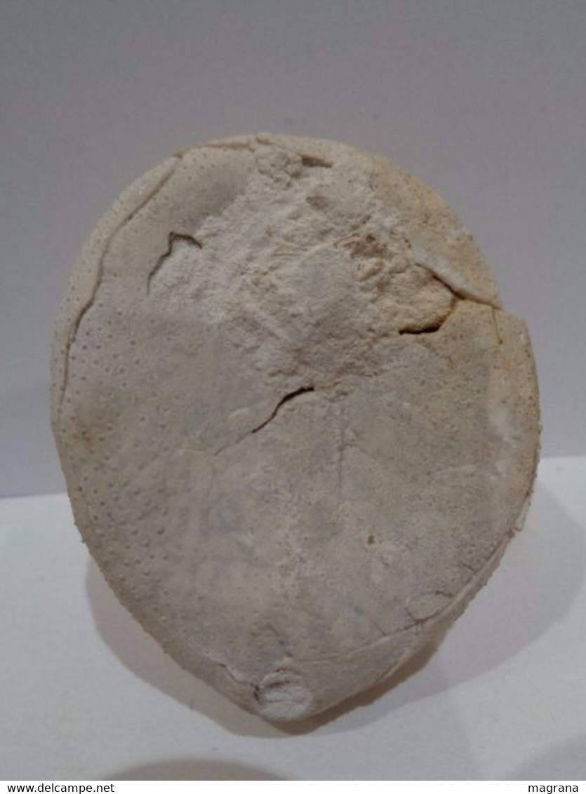 Erizo Fósil. Echinocorys Sp. Edad: Cretácico, Campaniense. Localidad: Hannover, Germany. - Fossils