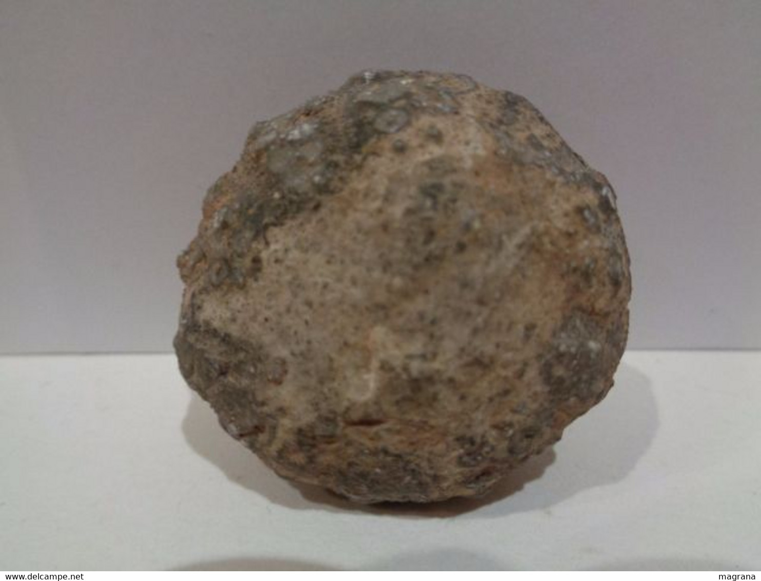 Erizo Fósil. Hemicidaris Aff. Luciensis.. Edad: Jurásico (bajociense) 178 Ma. Procedencia: Gourama, Marruecos. - Fossils