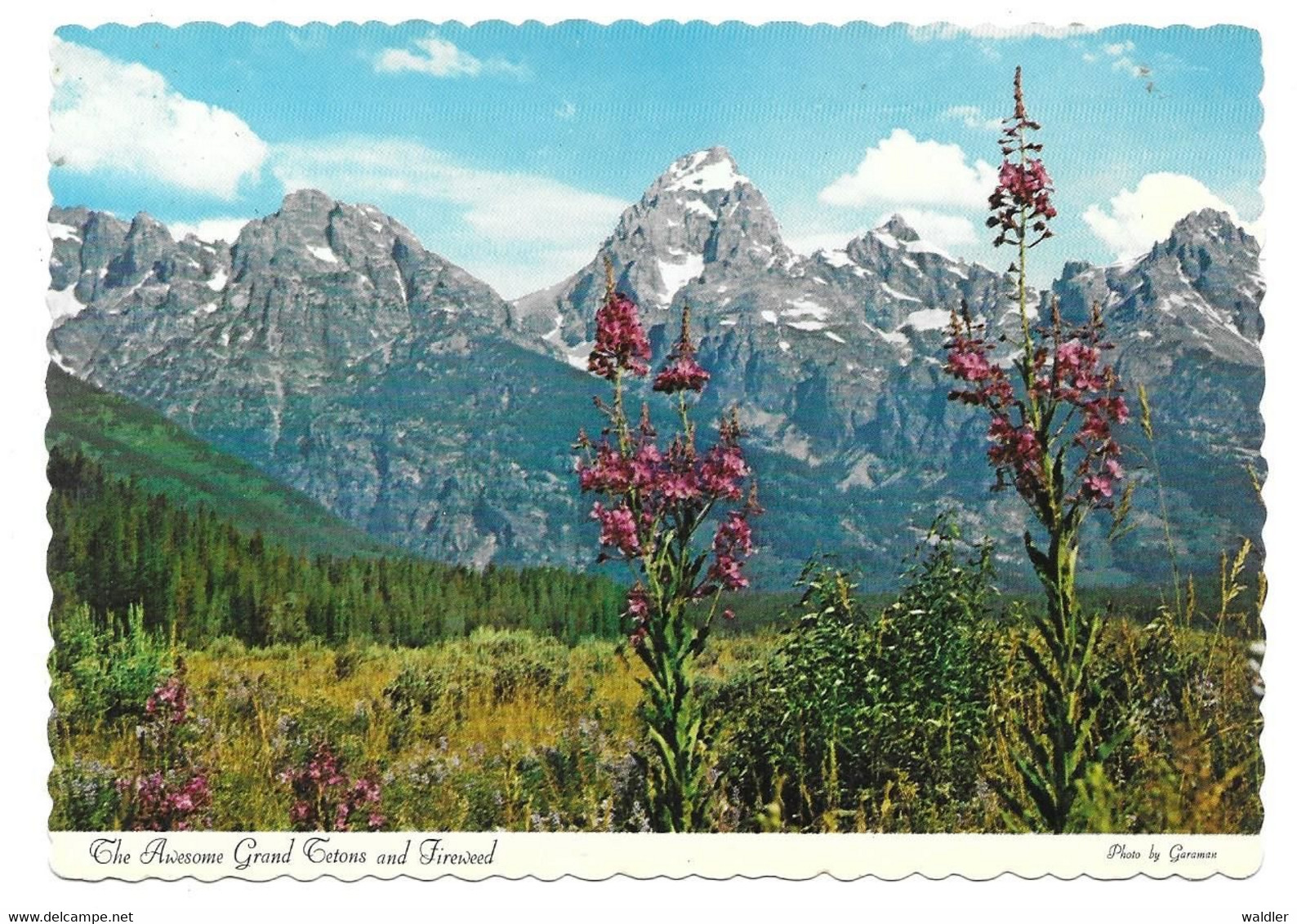 WY - WYOMING  --  YELLOWSTONE - GRAND TETON AND FIREWEED - Yellowstone