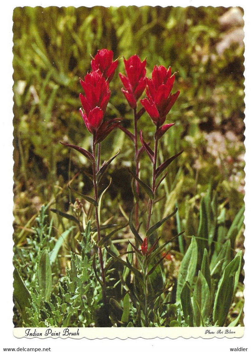 WY - WYOMING  --  YELLOWSTONE - INDIAN PAINT BRUSH - Yellowstone