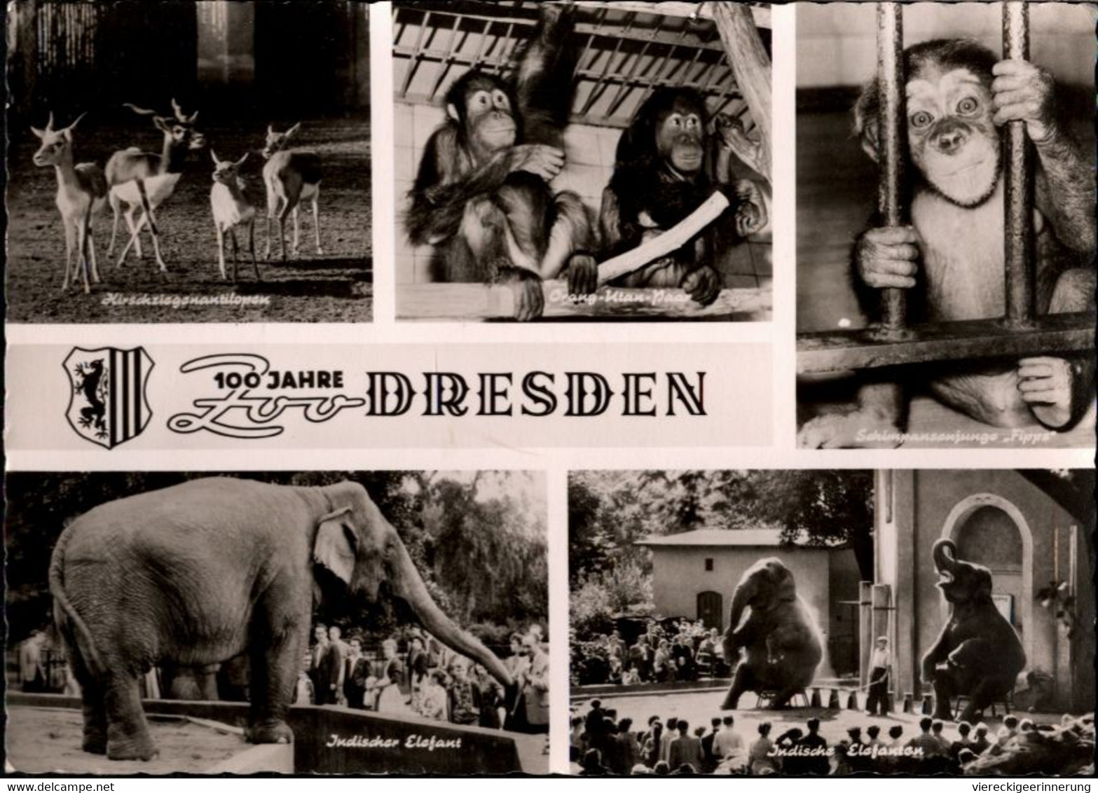 ! DDR Ansichtskarte Dresden, Zoo, Elefanten, Elephants, Affen - Singes