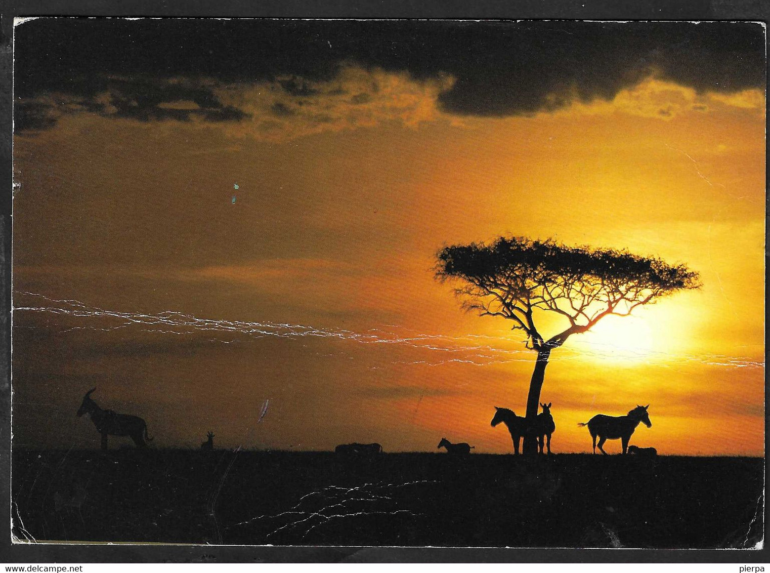 AFRICA - ZEBRE AL TRAMONTO - FORMATO GRANDE 17 X 12 - VIAGGIATA - Zebras