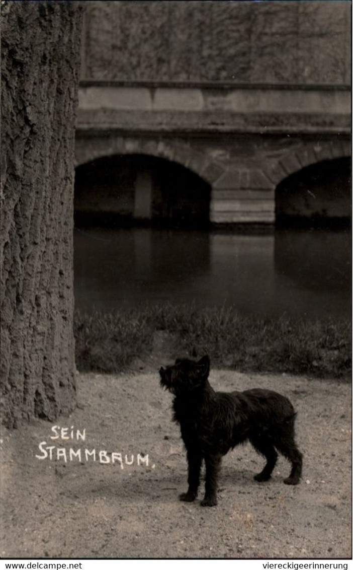 ! Alte Foto Ansichtskarte Hund, Sein Stammbaum, Photograph Hoffmann, Bad Kissingen - Chiens