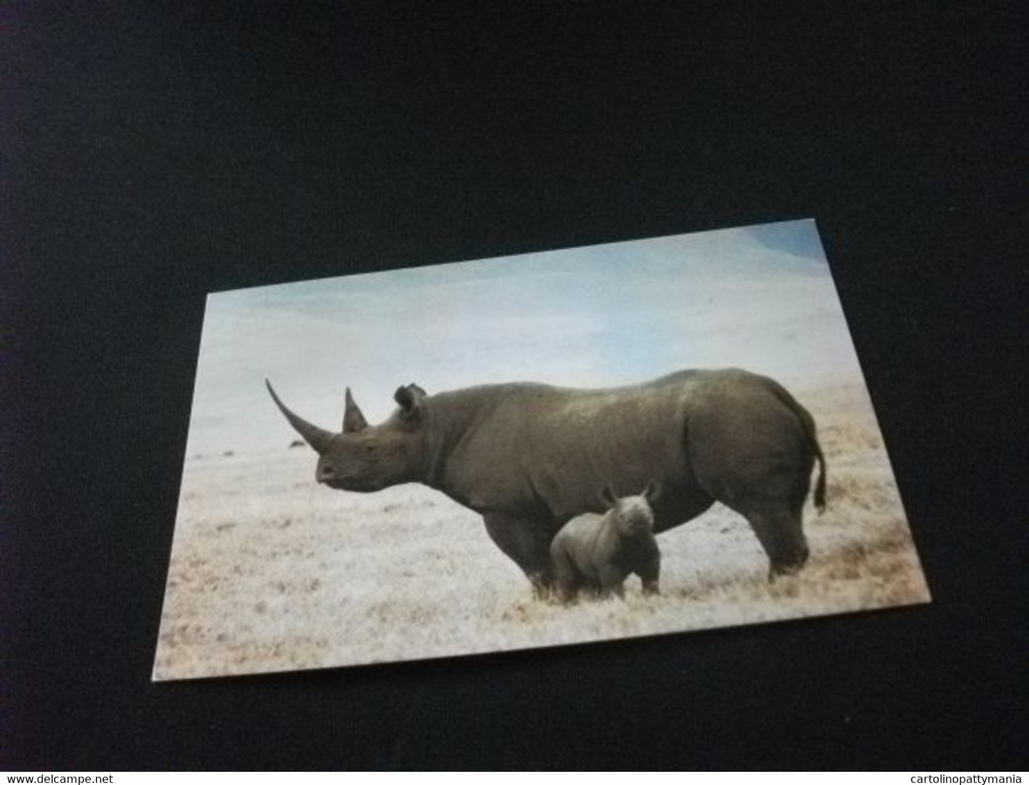 RINOCERONTE BLACK RHINOCEROS NGORONGORO CRATER TANZANIA - Rhinocéros