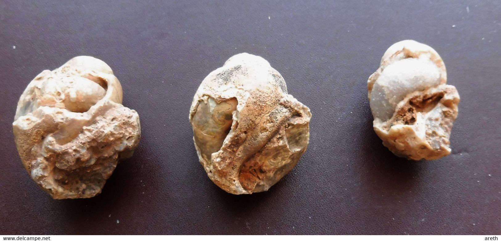 3 Fossiles De Gastéropode - Fossilien